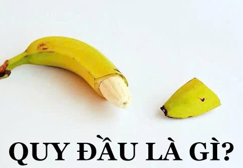 Quy đầu là gì?